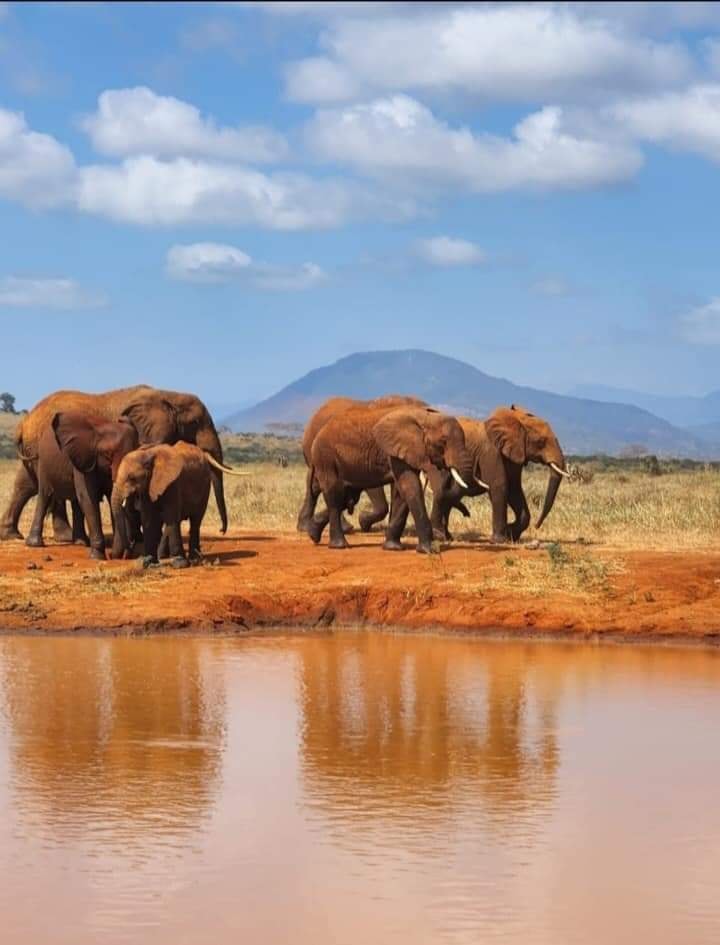 Tsavo West Safari