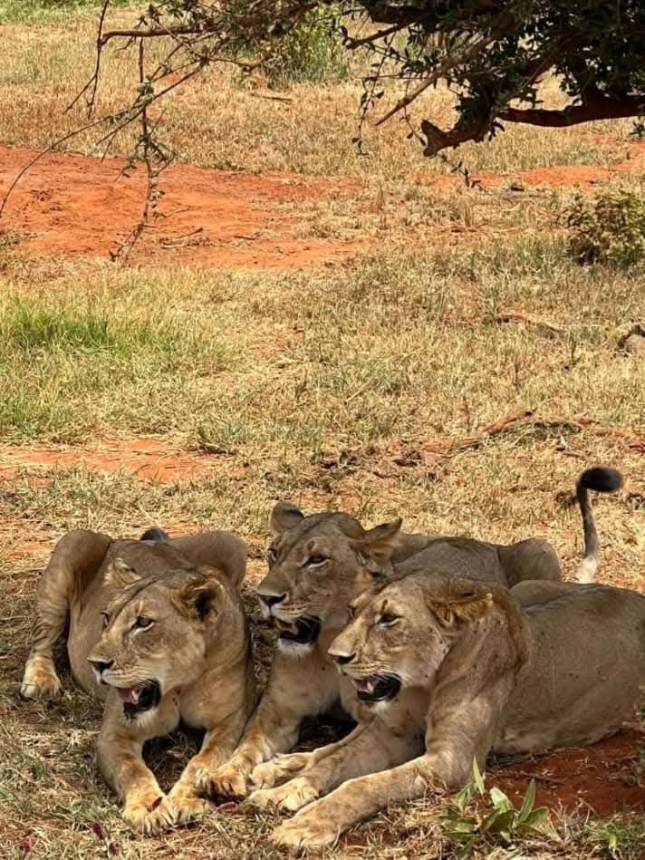 Tsavo National Parks