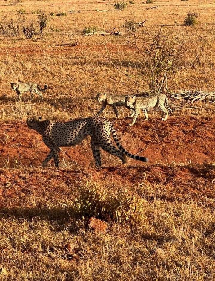 Wildlife in Tsavo National Park